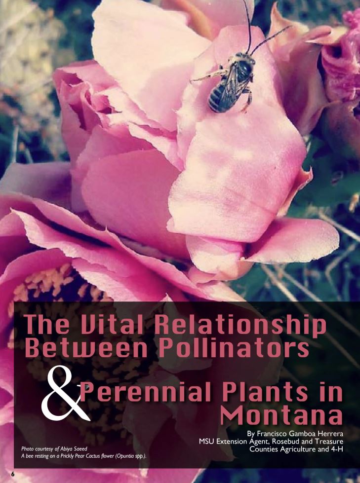 The Vital Relationship Between Pollinators & Perennial Plants in Montana article. 